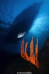 Sponge axinella and boat- Big Reef-Bodrum / Turkey by Mehmet Öztabak 